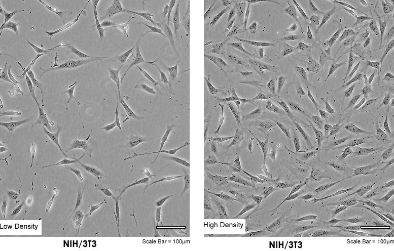 NIH/3T3(ICGE-NIH/3T3,IC-60503)